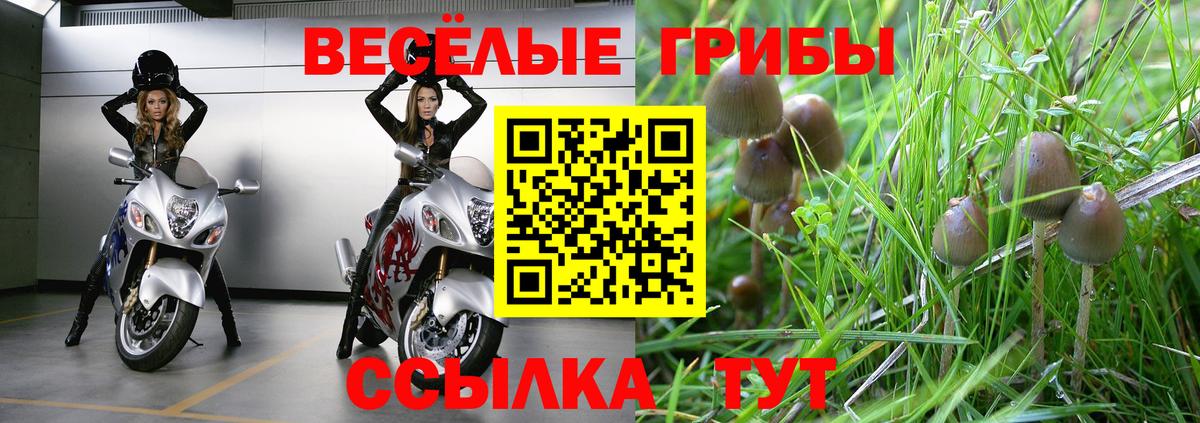 Галлюциногенные грибы Psilocybine cubensis Рубцовск